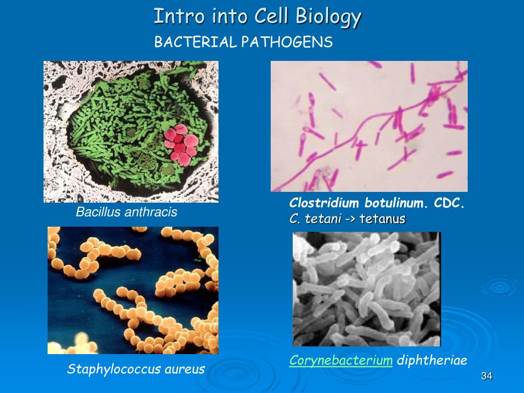 PPT Introduction into Cell Biology PowerPoint Presentation, free