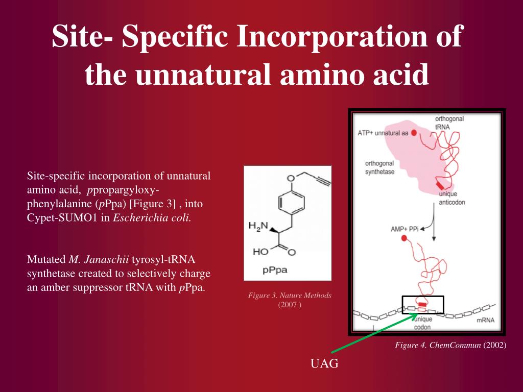 PPT Incorporation of Unnatural Amino Acids into Proteins