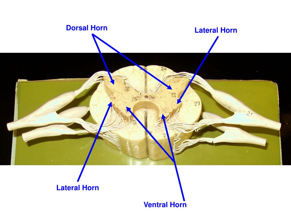 PPT Spinal Cord, Spinal Nerves, and the Autonomic Nervous System