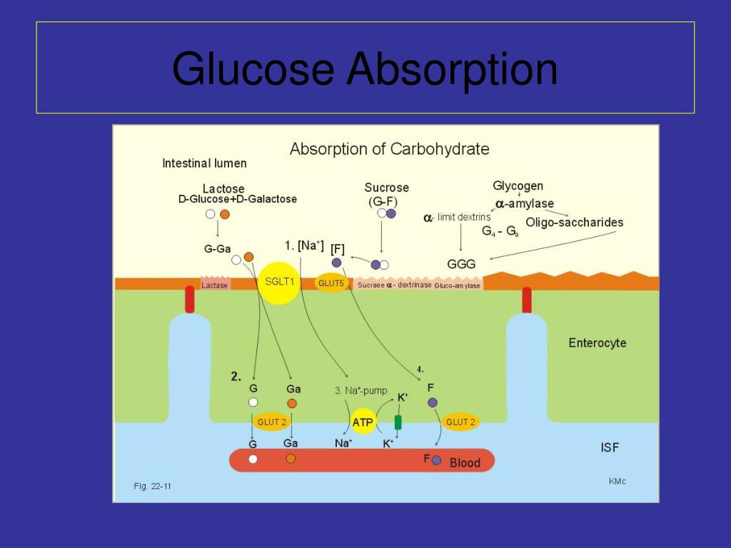 PPT Feeding and Impact on Glucose Control PowerPoint Presentation