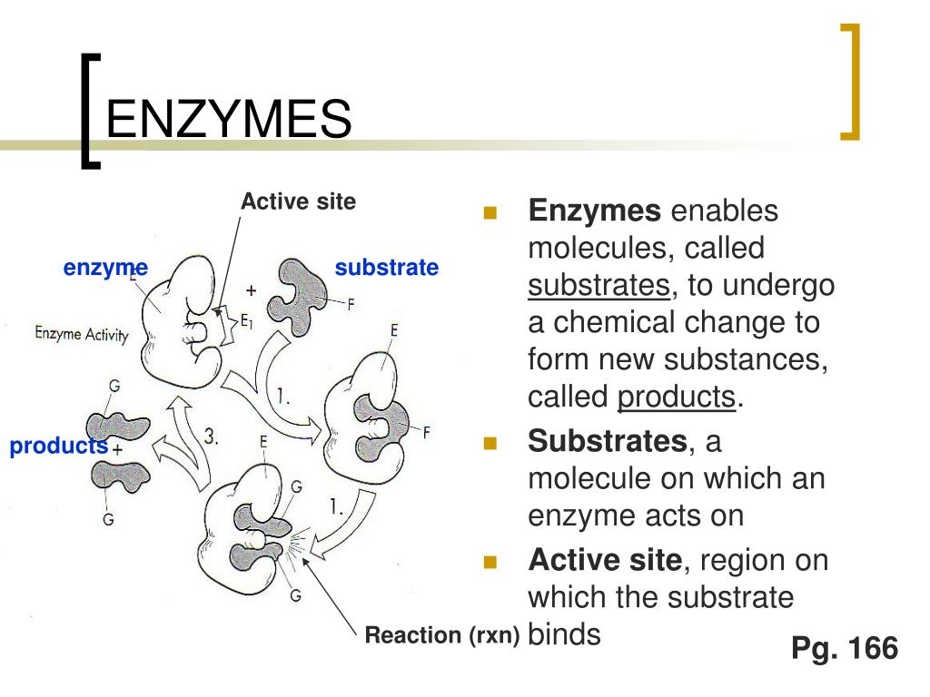 PPT Enzymes, Nature’s Catalyst PowerPoint Presentation, free download