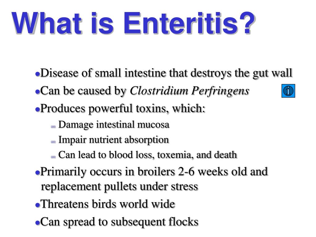 PPT Enteritis in Poultry PowerPoint Presentation, free download ID