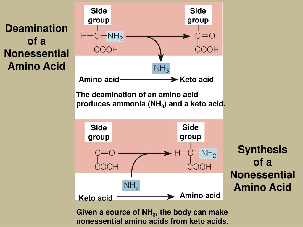 PPT Protein Amino Acids PowerPoint Presentation, free download ID457341