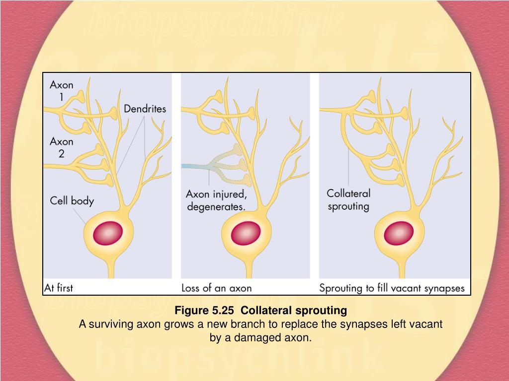 PPT Chapter Five Development and Plasticity of the Brain PowerPoint