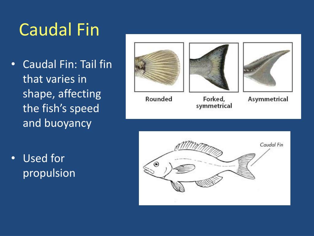 PPT Fish Anatomy & Taxonomy PowerPoint Presentation, free download