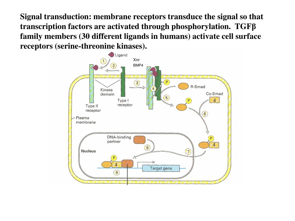 PPT - MOLECULAR REGULATION OF DEVELOPMENT GROWTH FACTOR SIGNALING, HOX