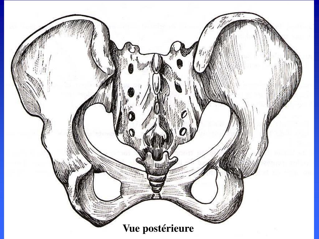 PPT BIOMECANIQUE DE LA CEINTURE PELVIENNE PowerPoint