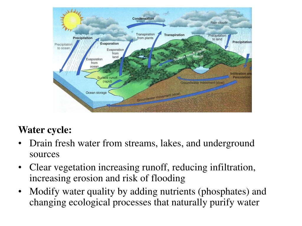 PPT Nutrient cycles PowerPoint Presentation, free download ID460370