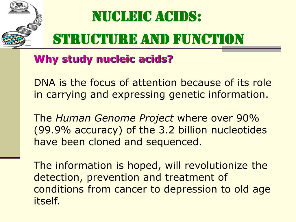 PPT NUCLEIC ACIDS STRUCTURE and FUNCTION PowerPoint Presentation