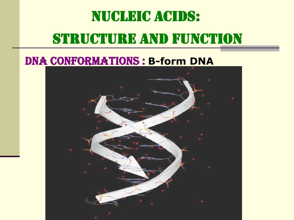 PPT NUCLEIC ACIDS STRUCTURE and FUNCTION PowerPoint Presentation