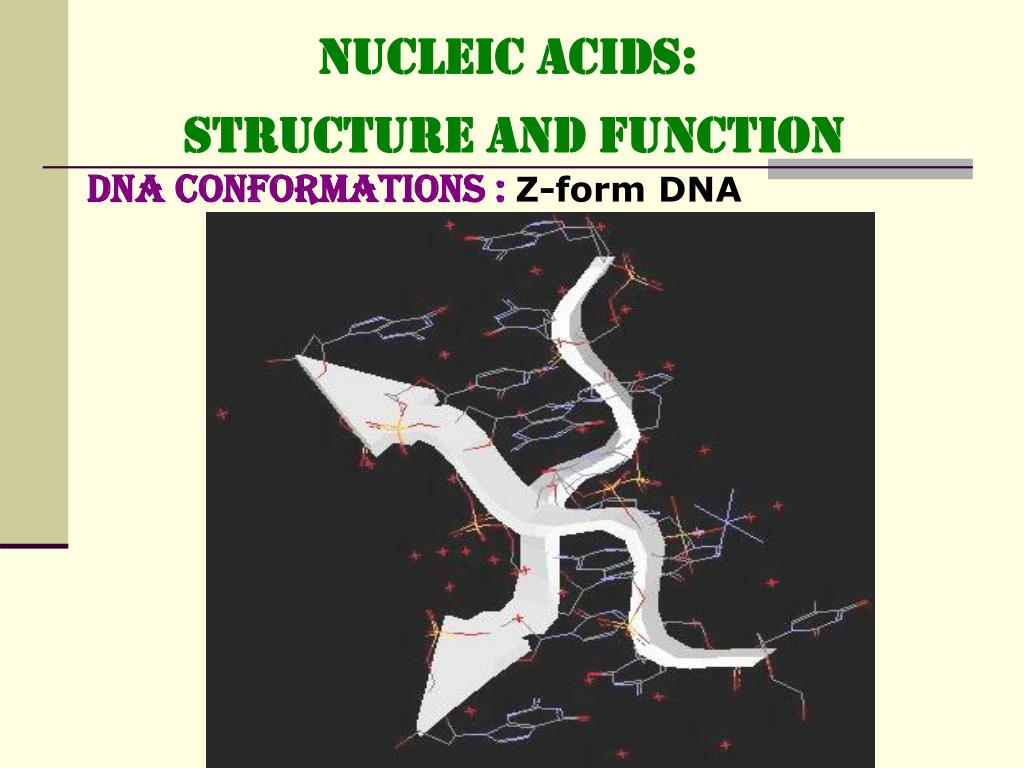 PPT NUCLEIC ACIDS STRUCTURE and FUNCTION PowerPoint Presentation