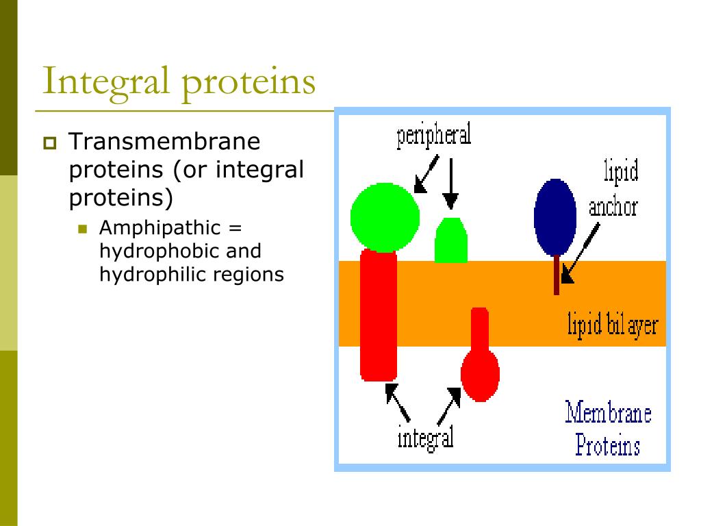 PPT Cells PowerPoint Presentation, free download ID463041