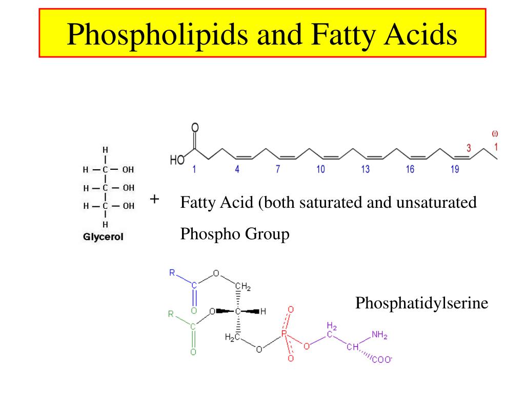 PPT Fatty Acids and the Immune System PowerPoint Presentation, free