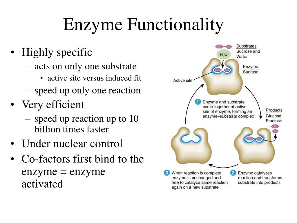 PPT Types of Organic compounds PowerPoint Presentation, free download