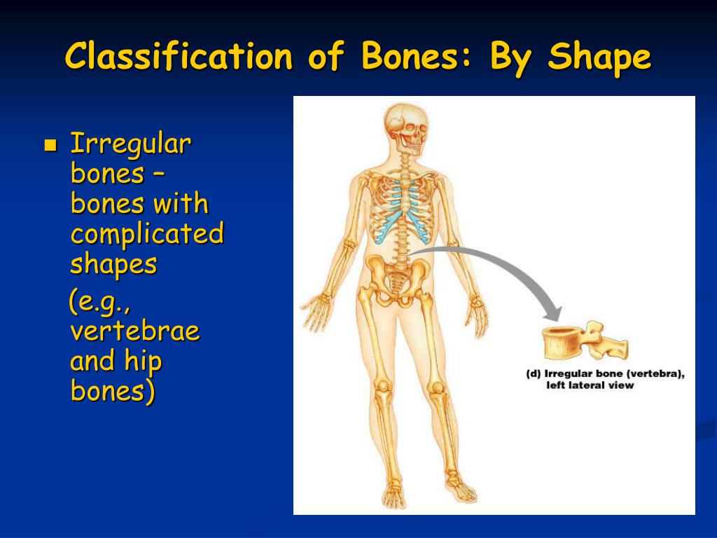 PPT Bones PowerPoint Presentation, free download ID465572