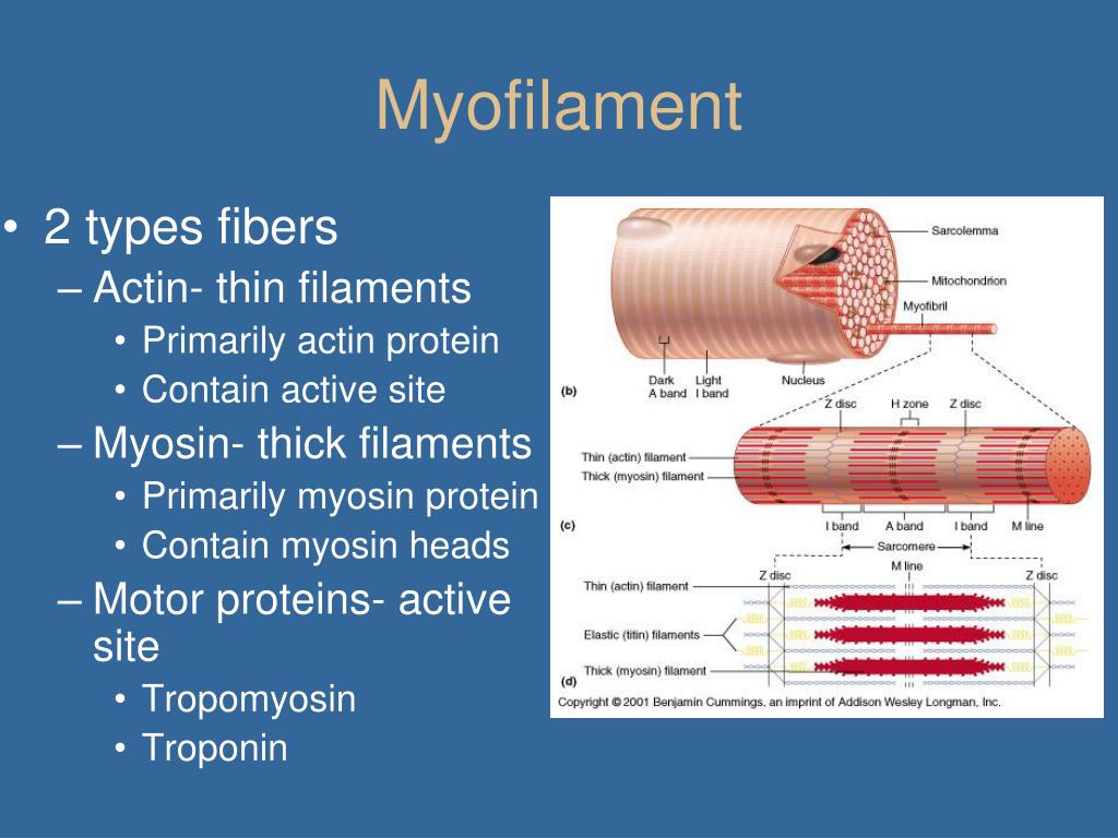 PPT Muscle System B PowerPoint Presentation, free download ID467669