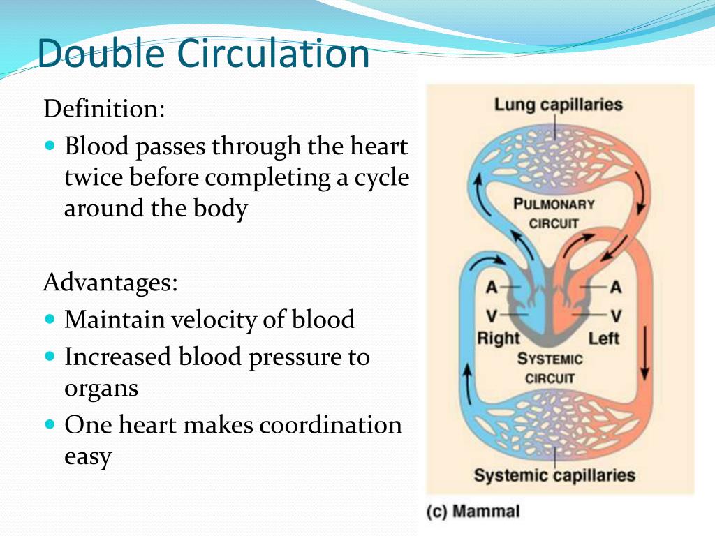 PPT Circulatory System and Gas Exchange PowerPoint Presentation, free
