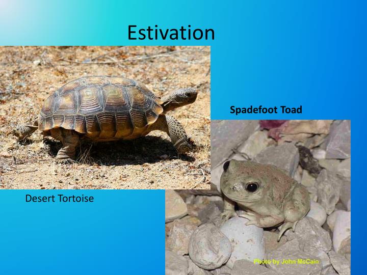 PPT Adaptations of Mojave Plants and Animals PowerPoint Presentation
