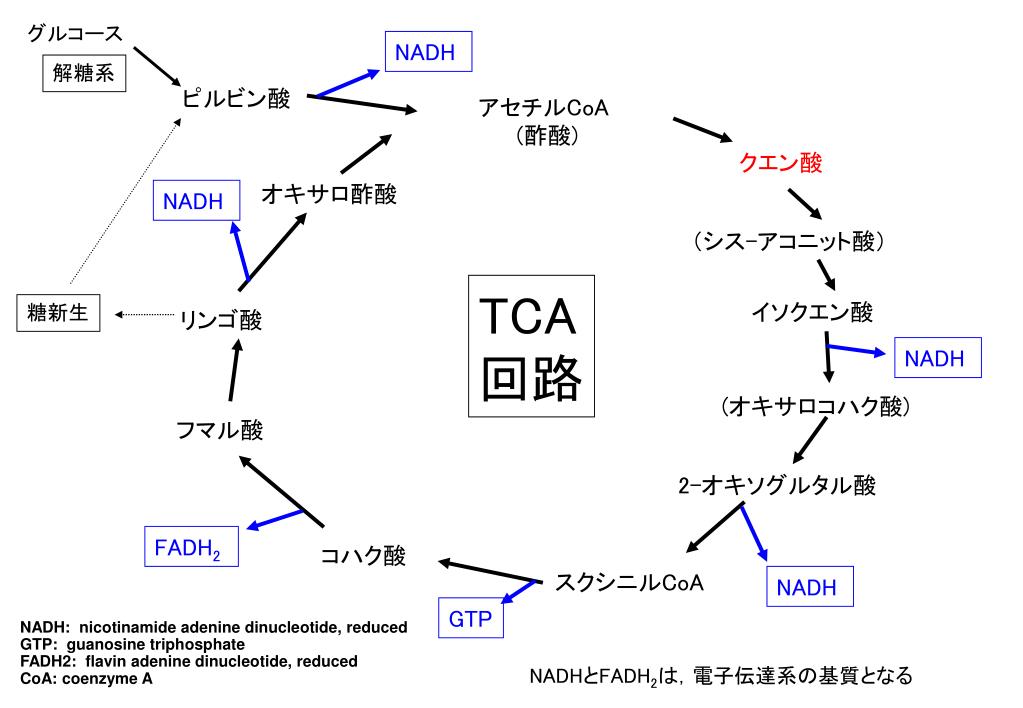 PPT TCA 回路 PowerPoint Presentation, free download ID