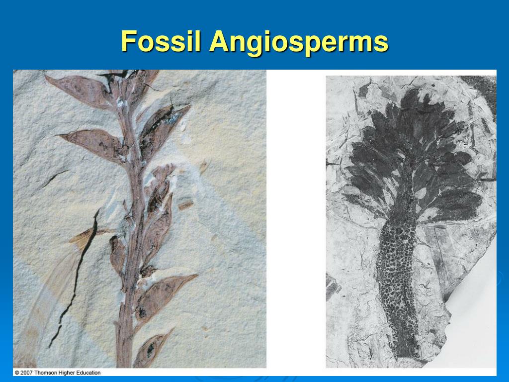 PPT The Plant Kingdom Flowering Plants PowerPoint Presentation, free download ID469572