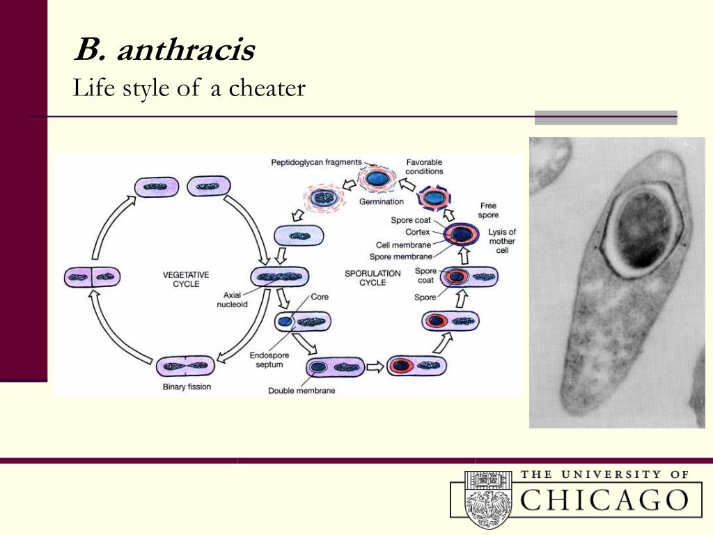 Defence against bioterrorism : methods for prevention.