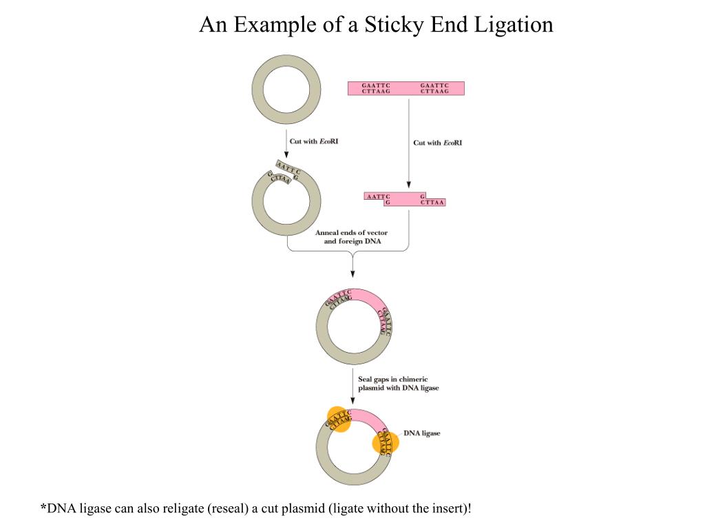 PPT Overview of Cloning a DNA Fragment into a Plasmid Vector