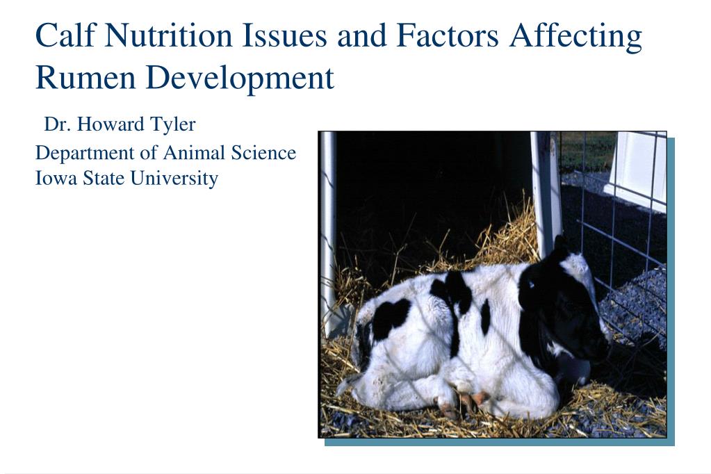 PPT Calf Nutrition Issues and Factors Affecting Rumen Development Dr