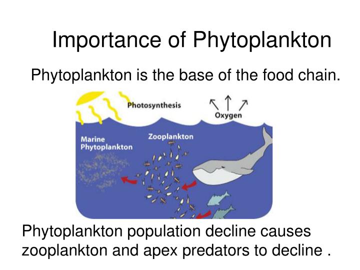 PPT Plankton PowerPoint Presentation ID473549
