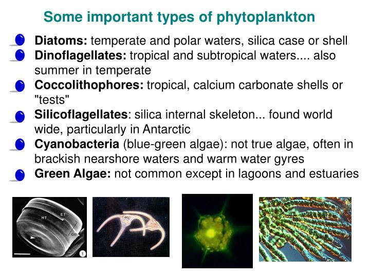 PPT Plankton PowerPoint Presentation ID473549