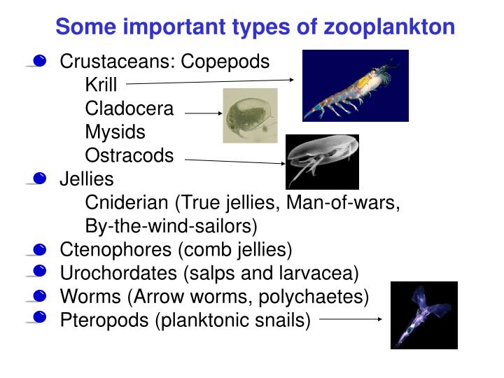 PPT Plankton PowerPoint Presentation ID473549