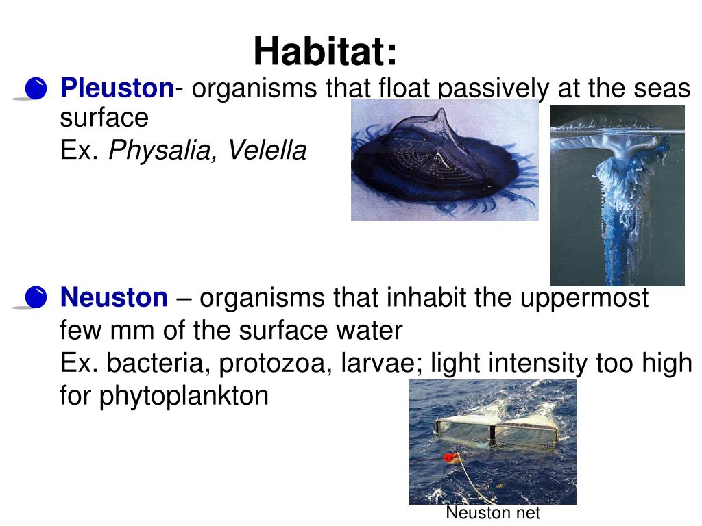 PPT Plankton PowerPoint Presentation, free download ID473549