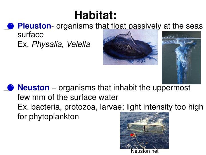 PPT Plankton PowerPoint Presentation ID473549