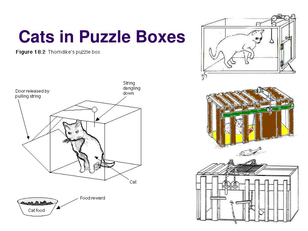 The Cat Box Theory at Shirley Lamanna blog