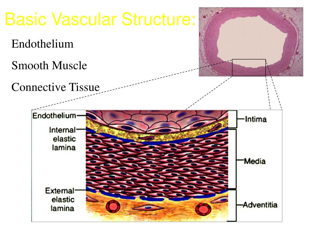 PPT Principles of Vascular Toxicology PowerPoint Presentation, free