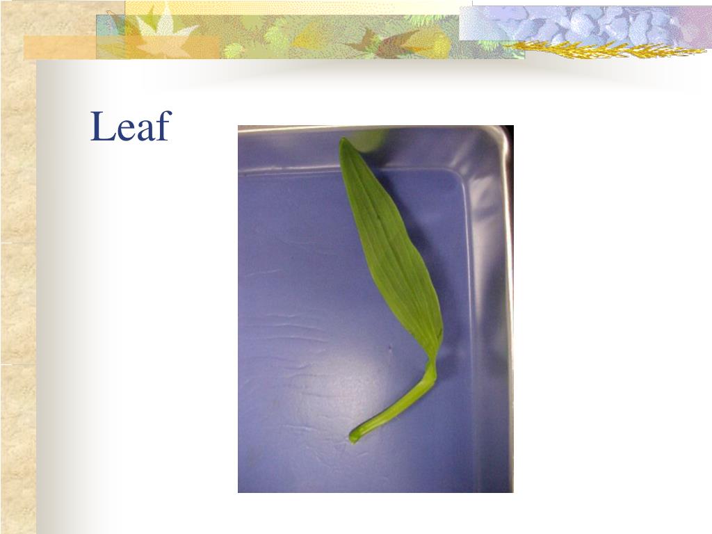 PPT Flower Dissection PowerPoint Presentation, free download ID476601
