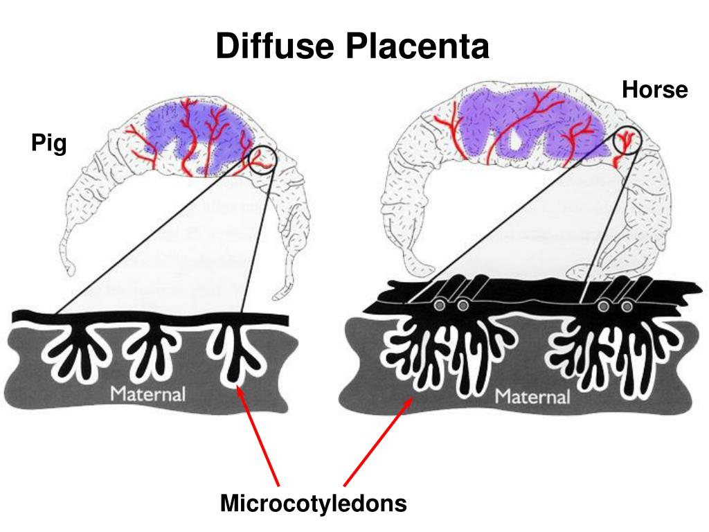 PPT Lecture 19 Placentation and Maternal Recognition of Pregnancy