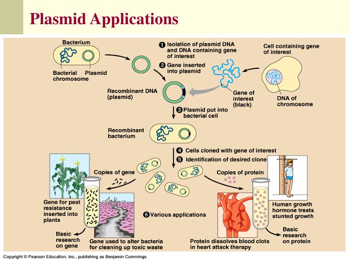 PPT Plasmid DNA Isolation PowerPoint Presentation ID477427