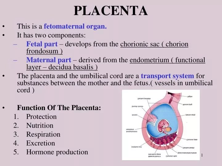 PPT PLACENTA PowerPoint Presentation, free download ID477900