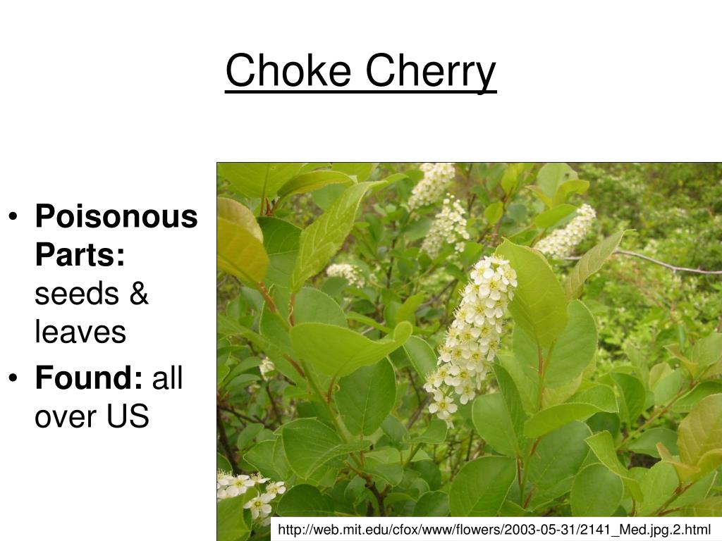 PPT Red Clover PowerPoint Presentation, free download ID478853