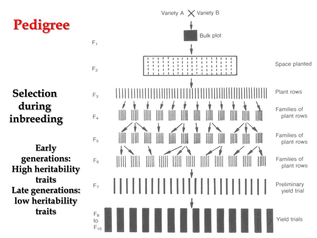 PPT Breeding Self Pollinated Crops PowerPoint Presentation, free