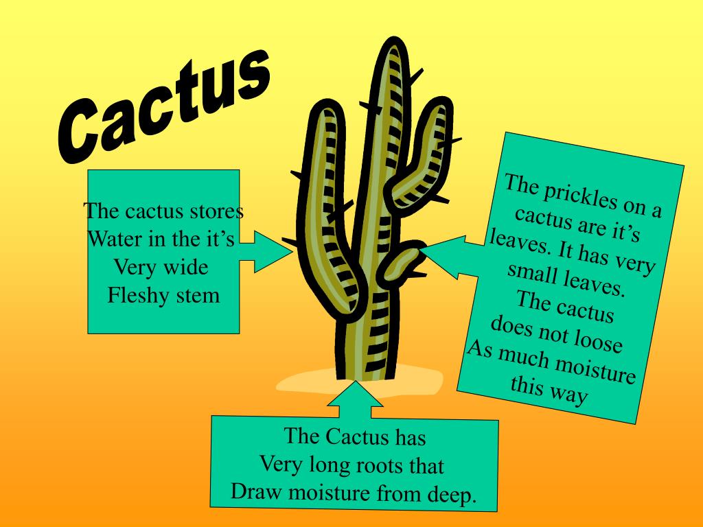 PPT Cactus PowerPoint Presentation, free download ID481971