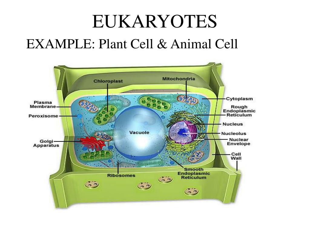 PPT ALL LIVING ORGANISMS ARE MADE UP OF CELLS PowerPoint Presentation