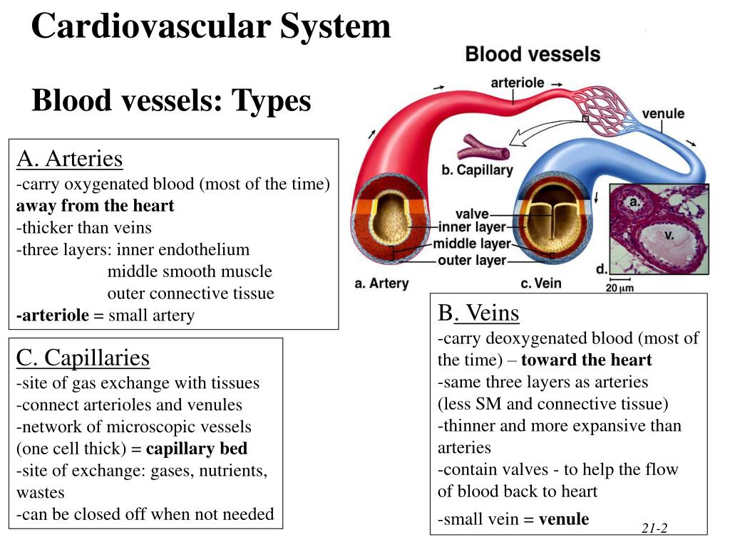 PPT Blood, Blood Vessels & Circulation PowerPoint Presentation ID48341