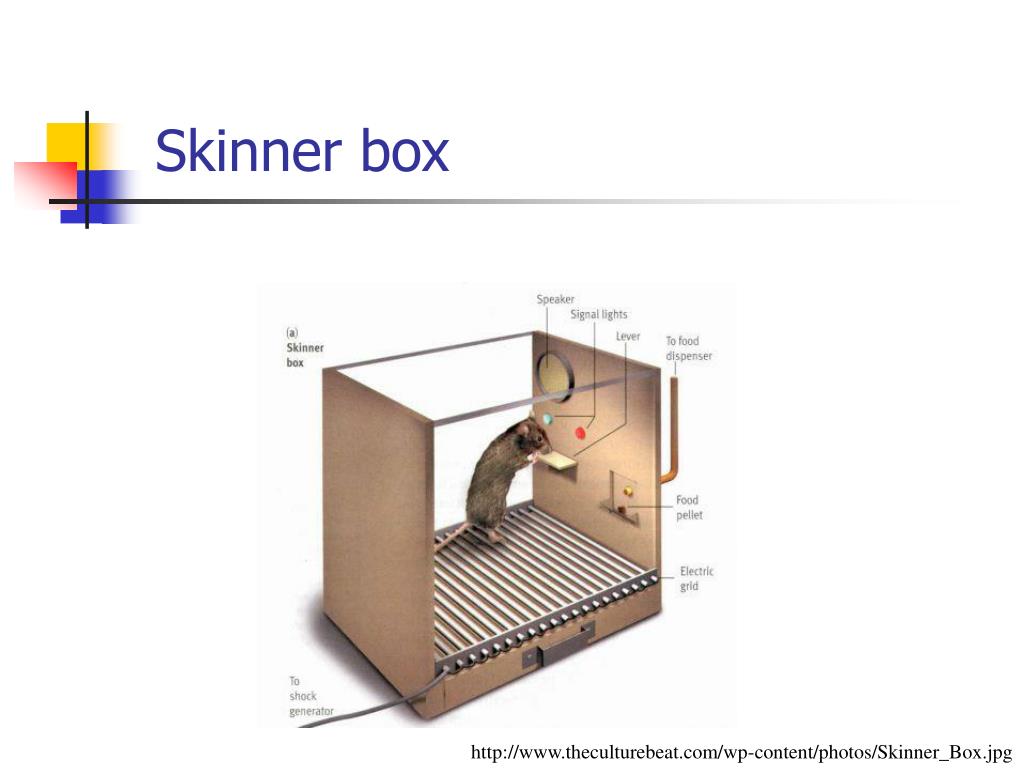 PPT Behaviorism PowerPoint Presentation, free download ID483608