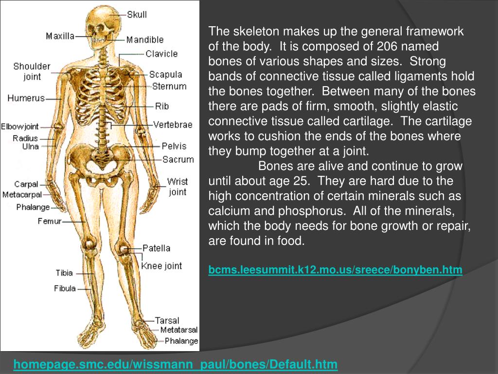PPT Human Body PowerPoint Presentation, free download ID485024