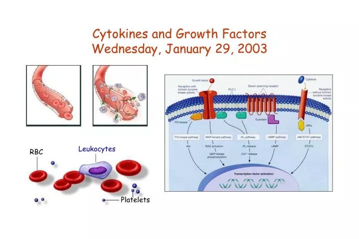 PPT Cytokines and Growth Factors Wednesday, January 29, 2003