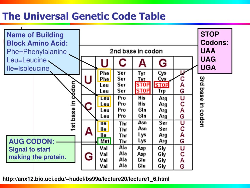 PPT Anatomy of the Gene PowerPoint Presentation, free download ID