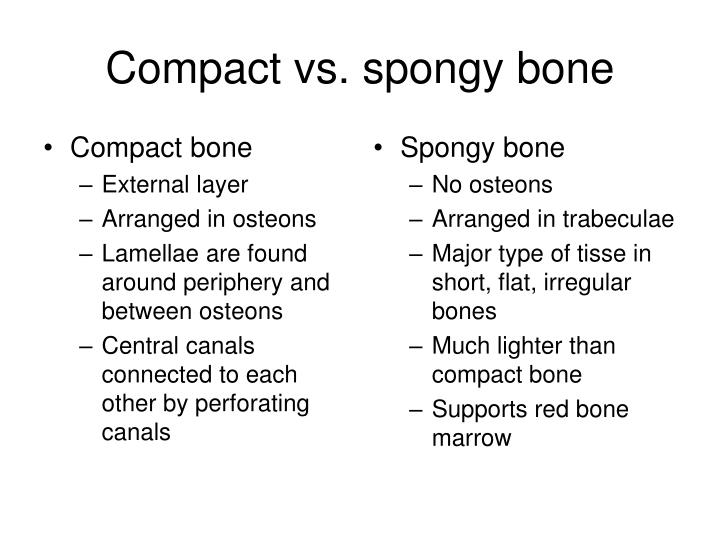 PPT Bone tissue PowerPoint Presentation ID488834
