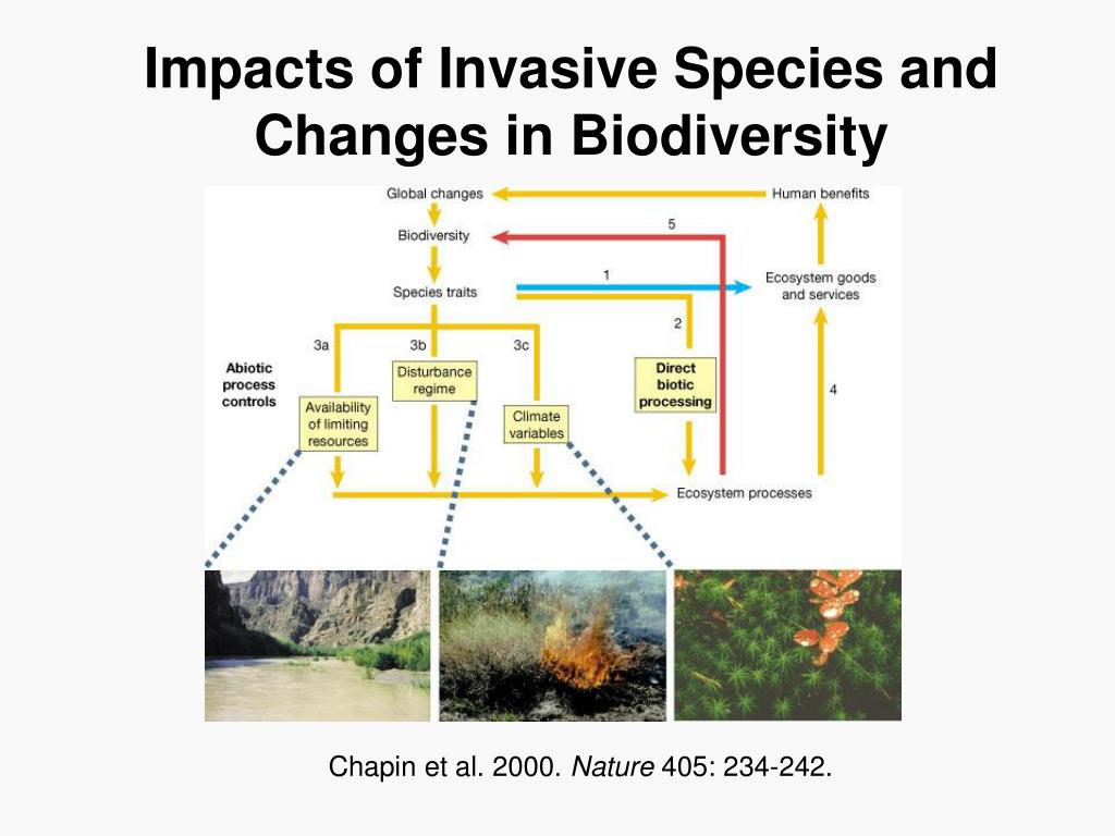 PPT Invasive Species as a global threat to biodiversity PowerPoint