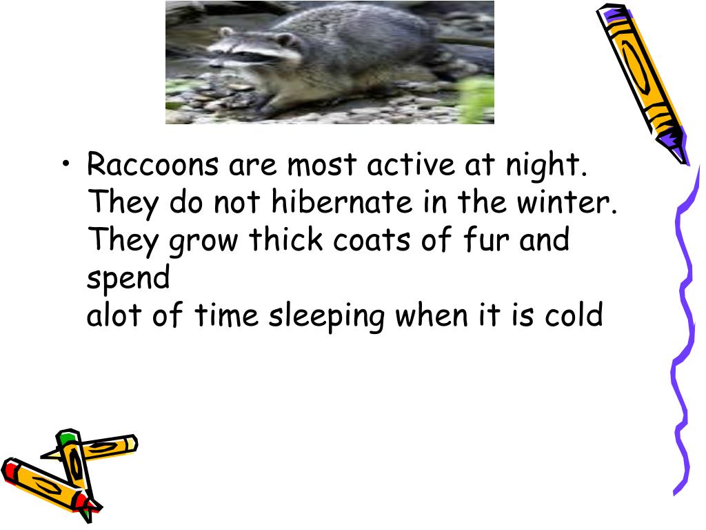PPT Facts about Raccoons PowerPoint Presentation, free download ID